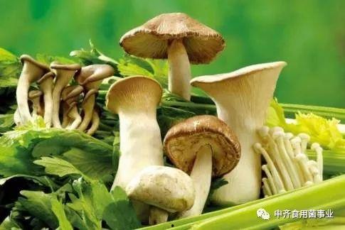 今日吃瓜热门事件蘑菇,揭秘网络热议背后的真相与争议