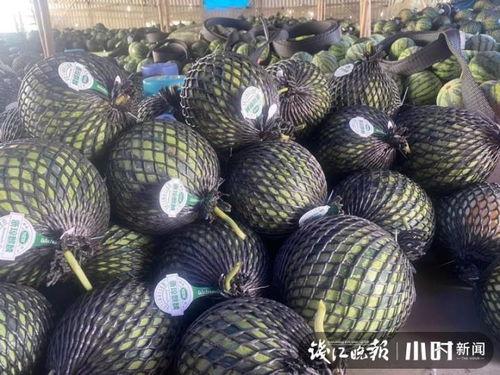 海南二瓜今日价格,新鲜采摘，实惠之选