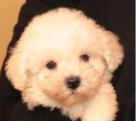 哪个明星网红养比熊,与比熊犬的温馨时光