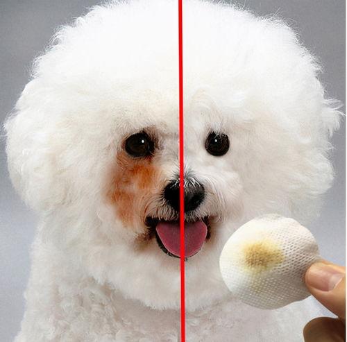 哪个明星网红养比熊,与比熊犬的温馨时光