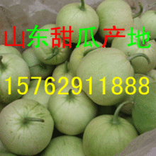 合瓜今日价格,市场动态一览”