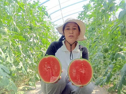 中牟吊瓜今日报价多少,行情波动，价格几何？”
