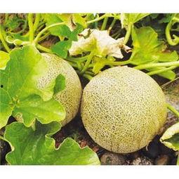 今日兰州白兰瓜价格走势