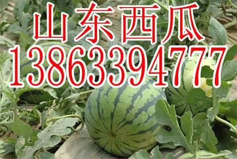 今日鲜瓜价格,市场行情一览