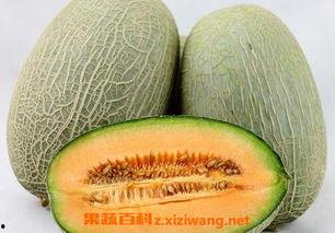 蒙阳水果批发市场今日价格哈密瓜,今日哈密瓜价格行情一览