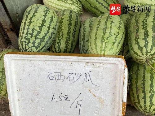今日云南秋瓜行情,市场行情喜人