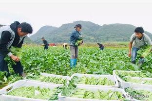 广州今日瓜价,夏日消暑佳品价格波动一览