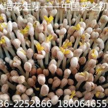 全国佛手瓜今日价格行情,今日市场动态一览”