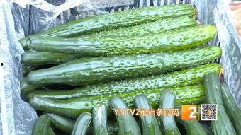 建水今日小瓜价格多少,实惠之选，市民抢购热潮