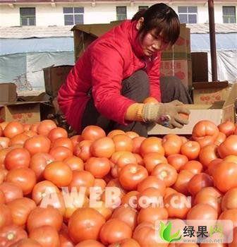 韩寺今日吊瓜价格表最新,今日行情一览