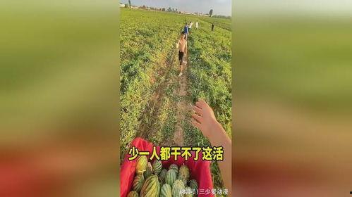 今日摘瓜什么价钱啊,今日摘瓜价格行情一览