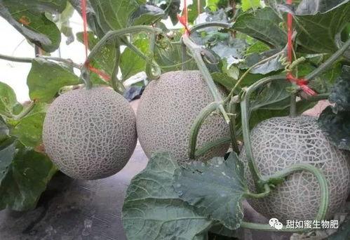 攀纹瓜今日价格,市场行情一览
