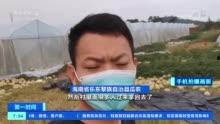 海南乐东今日哈密瓜行情,丰收季里的甜蜜价格波动