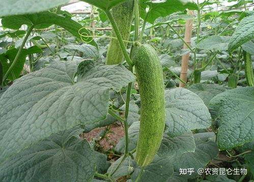 今日黄荆门瓜价格,今日行情一览”