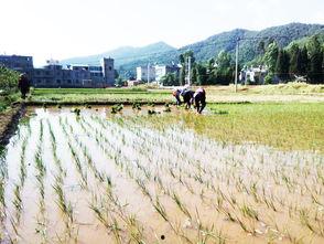 乡村季风今日瓜菜行情,新鲜直供，价格透明