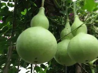 葫芦瓜今日价,市场行情一览