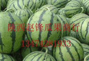 今日哈密瓜批发价格,品质佳价优，市场走俏”