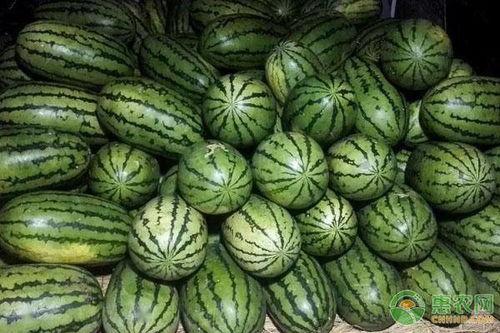 今日美都瓜价,揭秘今日瓜市风云录”
