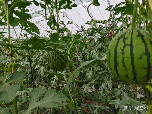 万邦本地小吊瓜今日价格,价格行情一览