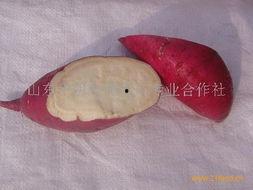 徐薯18地瓜今日价格,市场行情一览”