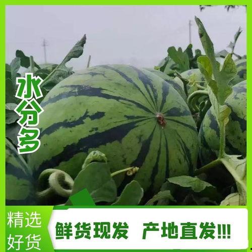 今日美都麒麟瓜价格,市场动态揭秘”