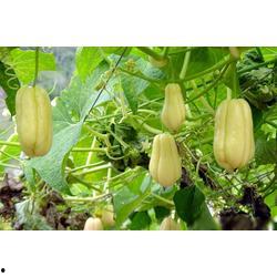 佛手瓜今日行情,今日动态一览