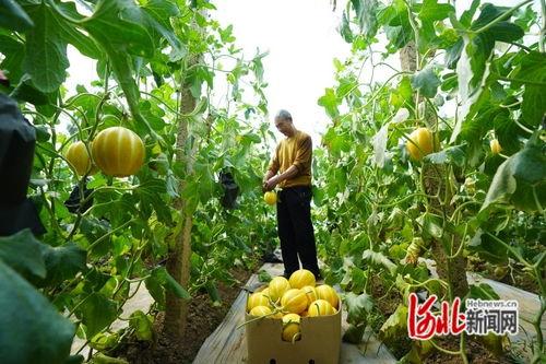 乐亭今日次瓜价格,市民享实惠