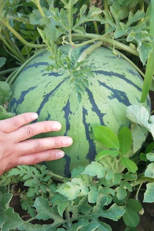 今日吃瓜top10,盘点十大热门事件瞬间