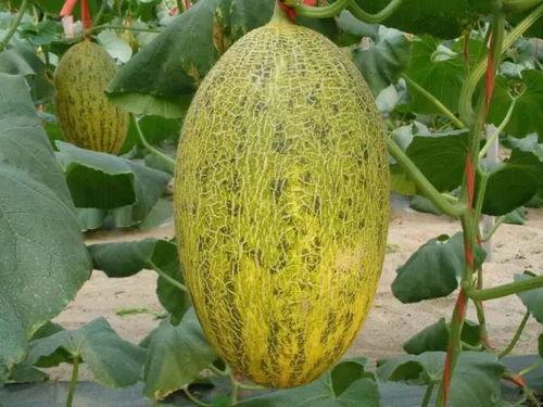 海南哈密瓜今日价格3月,价格波动与供需分析”