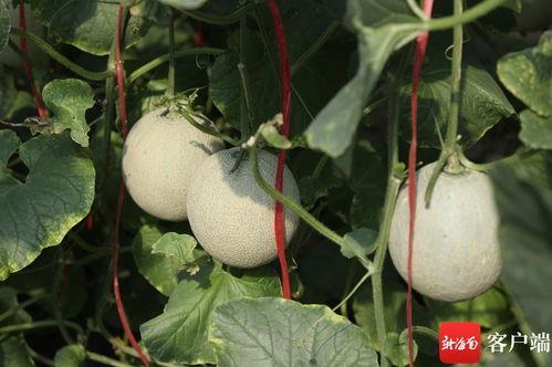 海南哈密瓜今日价格3月,价格波动与供需分析”