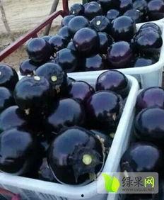 莘县燕店今日瓜价,新鲜瓜果价格一览”