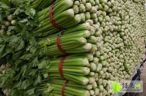 莘县燕店今日瓜价,新鲜瓜果价格一览”