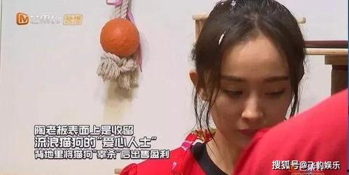 明星网红玩密室逃脱视频,惊险刺激大揭秘