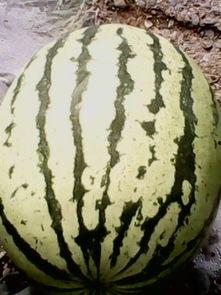 甘肃石头瓜产地今日行情,价格波动与市场动态