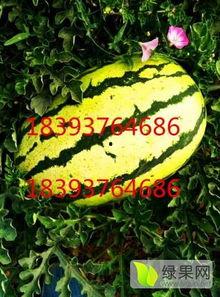 甘肃石头瓜产地今日行情,价格波动与市场动态