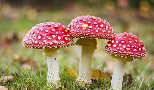 17c吃瓜黑料蘑菇视频在线