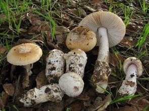 17c吃瓜黑料蘑菇视频在线