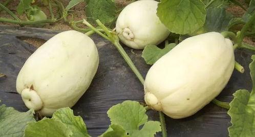 小占瓜今日价格,市场动态一览无余”