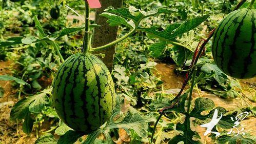 小占瓜今日价格,市场动态一览无余”