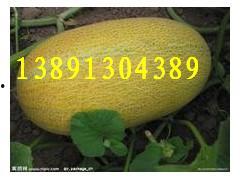哈密瓜批发价今日价格查询