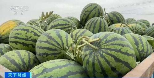 荷兰瓜今日价格行情最新,今日行情一览