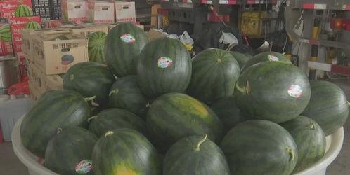 荷兰瓜今日价格行情最新,今日行情一览