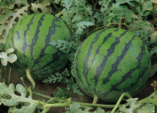 今日瓜摊今犹在,今犹在，岁月如歌