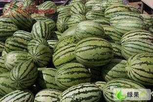 兴仁西沙瓜今日行情,品质优良，价格稳定，抢购热潮持续升温”