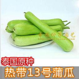 今日附近蒲瓜的价格,实惠之选，品质生活新体验