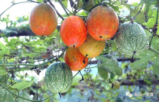 蒲城吊瓜今日价格多少,行情波动下的市场动态