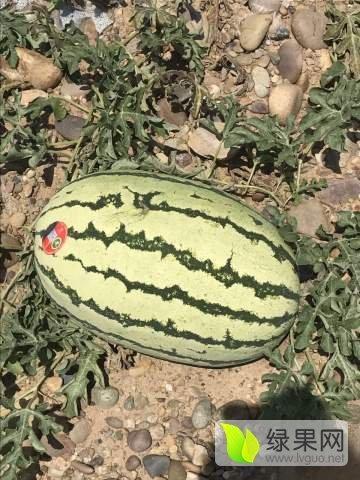 今日宁夏硒砂瓜价格,品质优势助力丰收季”