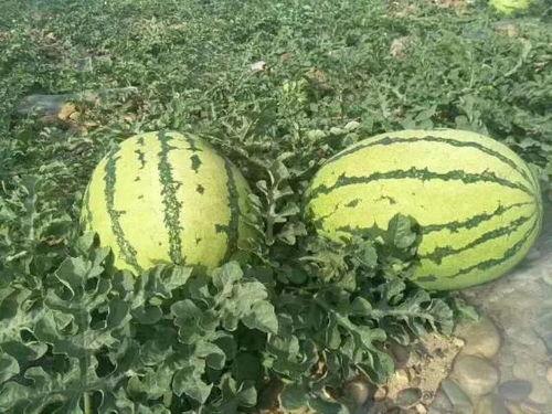 今日宁夏硒砂瓜价格,品质优势助力丰收季”