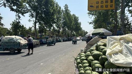 韩寺今日小吊瓜行情,丰收喜人，价格稳定，农户笑开颜”