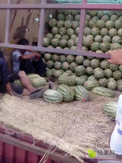 郑州麒麟瓜今日价格